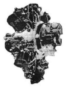 Kimball Beetle, side view