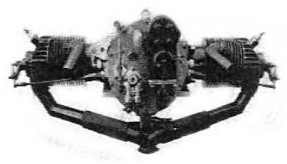 Long Harlequin, rear view