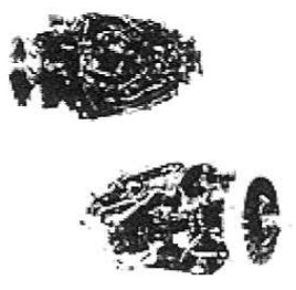 Silhouettes of ASh-2 TK and T