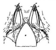 Coanda's experiment design